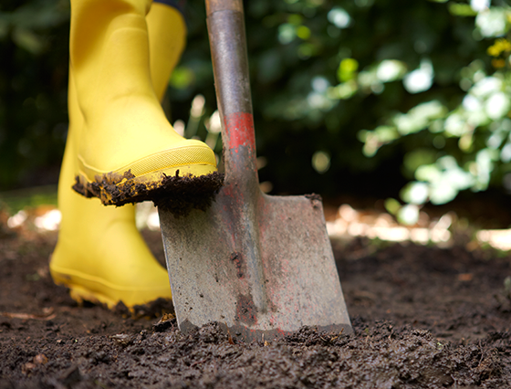 Yellow Boot on Shovel Digging in Dirt